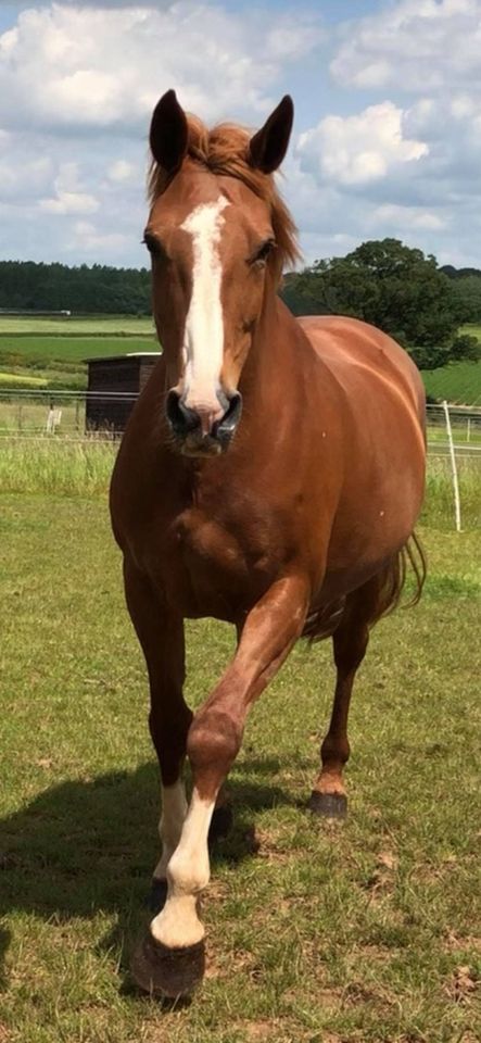 Irish Sport Horses For Sale